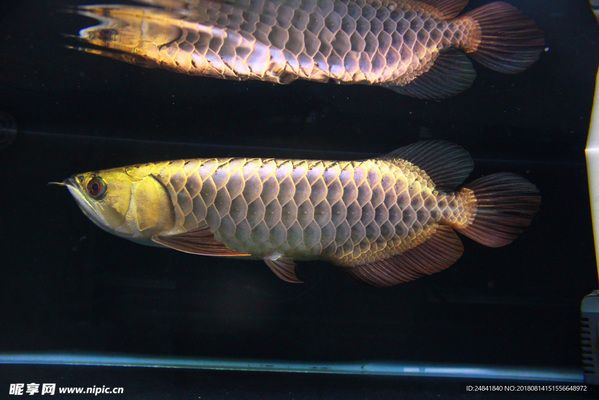 40cm的銀龍魚值多少錢
