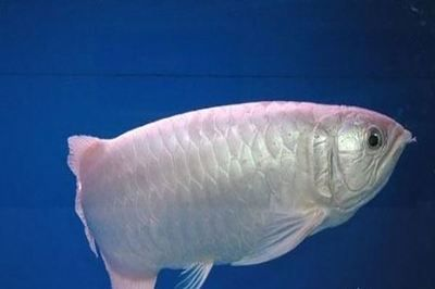 龍魚價格排名表，錦鯉樓蘭拍賣記錄查詢龍魚價格排名前十名的部分品種和特征
