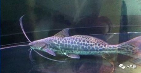 南京定制魚缸廠家直銷價格表(南京定制魚缸廠家直銷價格表最新)