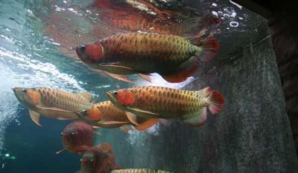 金龍魚(yú)與紅龍魚(yú)混養(yǎng),金龍魚(yú)與紅龍魚(yú)混養(yǎng)的優(yōu)缺點(diǎn) 龍魚(yú)百科 第4張 金龍魚(yú)與紅龍魚(yú)混養(yǎng),金龍魚(yú)與紅龍魚(yú)混養(yǎng)的優(yōu)缺點(diǎn) 金龍魚(yú)與紅龍魚(yú)混養(yǎng),金龍魚(yú)與紅龍魚(yú)混養(yǎng)的優(yōu)缺點(diǎn) 龍魚(yú)百科 第4張