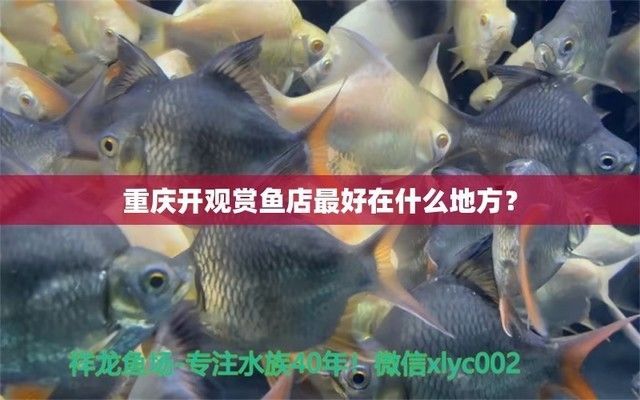 龍魚哪里進貨便宜又好養(yǎng)，龍魚養(yǎng)殖基礎(chǔ)知識入門