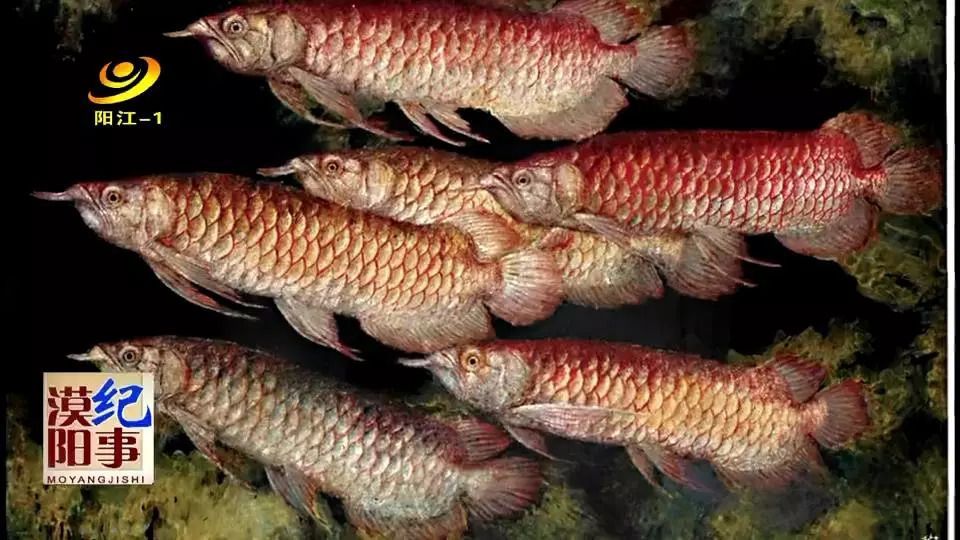 金龍魚陽江，金龍魚陽江調(diào)味品工廠投產(chǎn)