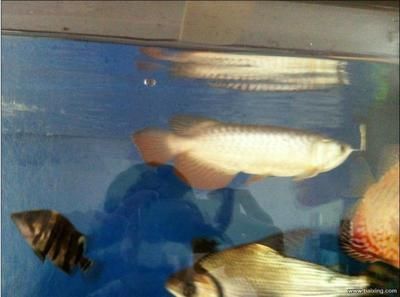 金龍魚陽江，金龍魚陽江調(diào)味品工廠投產(chǎn)