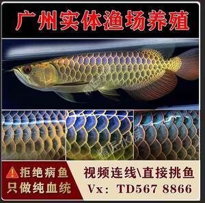 金龍魚幼苗在哪里批發最便宜，金龍魚幼苗批發價格
