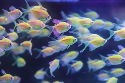 能和龍魚一起養的清潔魚,幾種適合與龍魚一起養的清潔魚 龍魚百科 第5張 能和龍魚一起養的清潔魚,幾種適合與龍魚一起養的清潔魚 能和龍魚一起養的清潔魚,幾種適合與龍魚一起養的清潔魚 龍魚百科 第5張