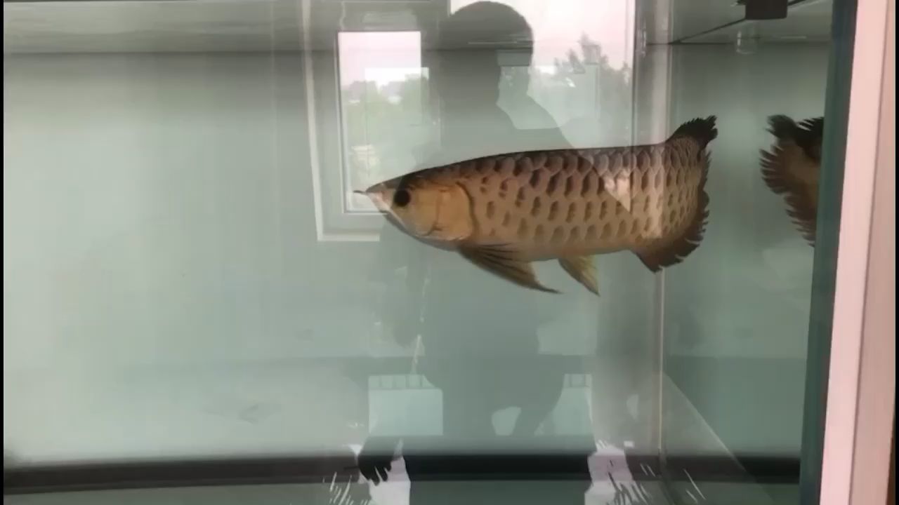 北京魚缸批發市場地址在哪里呀（北京魚缸哪里買最便宜）