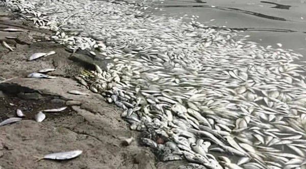 龍魚得水霉病是什么癥狀呢怎么治療好 龍魚百科 第3張 龍魚得水霉病是什么癥狀呢怎么治療好 龍魚得水霉病是什么癥狀呢怎么治療好 龍魚百科 第3張