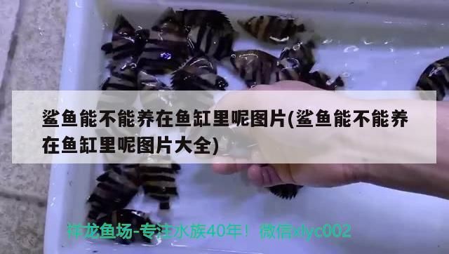 綿陽水族批發市場地址電話是多少啊 綿陽水產市場在哪里