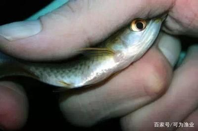 迷你小龍魚吃什么，迷你小龍魚的飲食習慣和食物選擇對于健康成長至關重要