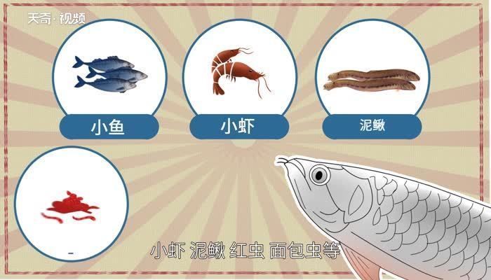 七彩銀龍魚主要吃什么？，七彩銀龍魚主要食物介紹