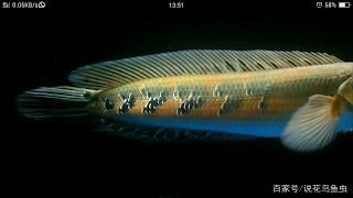 雷龍魚大型有哪些品種，大型雷龍魚是大型雷龍魚中最受歡迎的品種之一紅龍魚