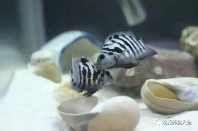 曼龍魚吃上浮魚食還是下層魚食？，曼龍魚吃上浮魚食還是下層魚食好？