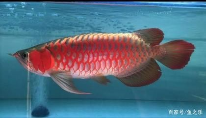 如何增加龍魚的食欲，如何增加龍魚食欲