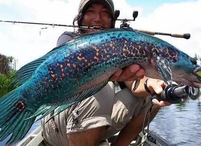 狂暴雷龍魚介紹，狂暴雷龍魚雜交后代特征如何挑選健康雷龍魚健康雷龍魚