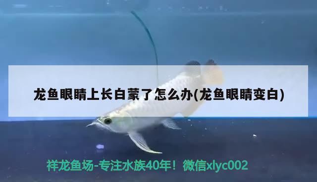 龍魚鰭斷了多久能長好（龍魚鰭斷了會長嗎）