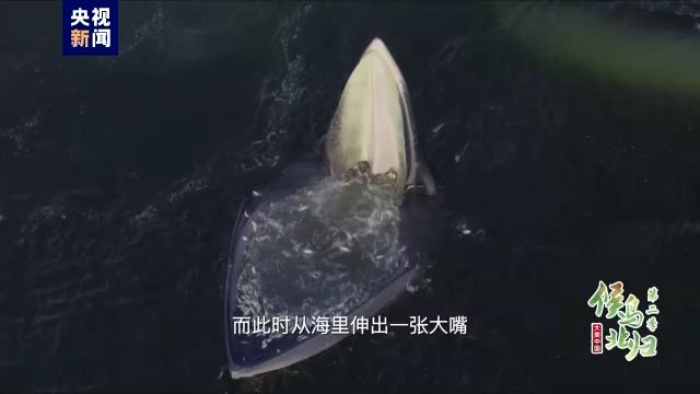 銀色金龍魚多少錢一只圖片大全：探秘銀色金龍魚，價(jià)格與圖片全解析