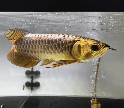龍魚手機壁紙豎屏（龍魚手機壁紙豎屏是一種視覺藝術表現形式）