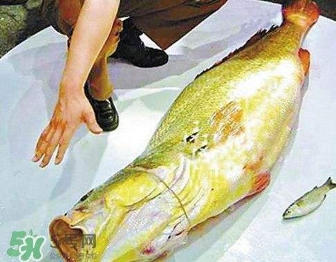 金龍魚魚膠膠質(zhì)怎樣鑒別好壞呢，如何辨別金龍魚魚膠的質(zhì)量