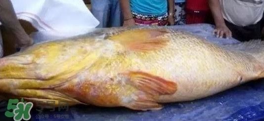 金龍魚魚膠膠質(zhì)怎樣鑒別好壞呢，如何辨別金龍魚魚膠的質(zhì)量