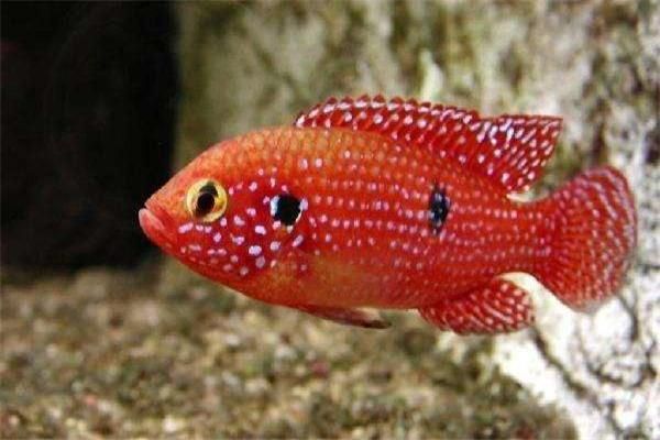 魚缸擺放在入戶門的正前方可以嗎 魚缸放在進戶門旁邊好不好