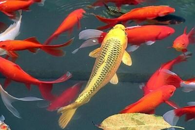 紅龍魚能長到多少厘米