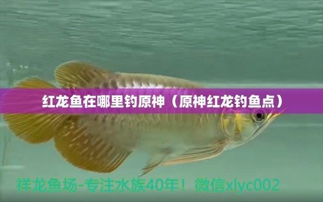 紅龍魚養殖需要多大的魚缸？（新加坡國立大學研究顯示紅龍魚養殖需要哪些設備）