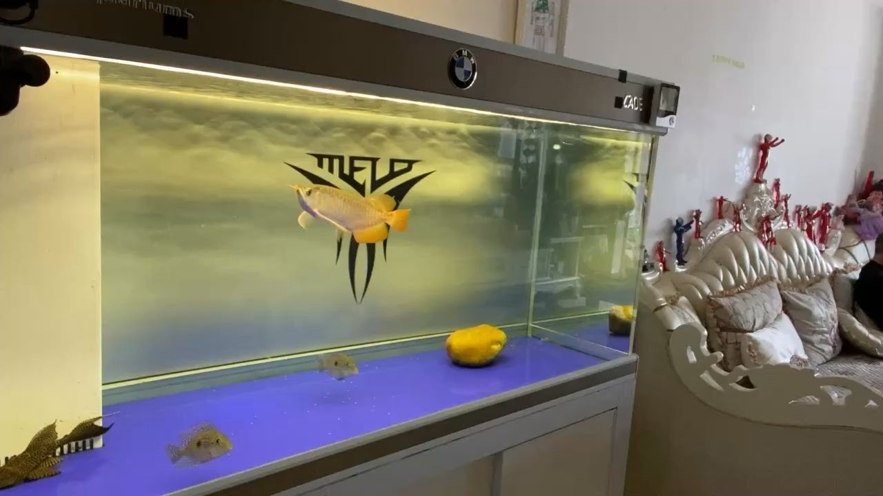 魚缸可以放在陽臺嗎風水怎么樣 魚缸可以放在陽臺嗎 風水