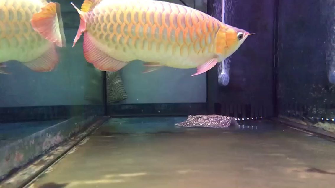 陶瓷造景魚缸有害嗎（陶瓷魚缸造景圖片大全特價）