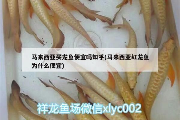 馬來西亞紅龍魚為什么便宜，為什么馬來西亞紅龍魚的價格相對較低？ 馬來西亞紅龍魚為什么便宜，為什么馬來西亞紅龍魚的價格相對較低？ 龍魚百科 第3張
