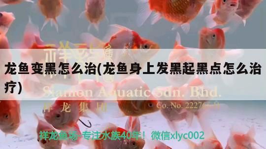 龍魚鰓蓋有洞是病嗎(龍魚鰓蓋上有白色肉狀)