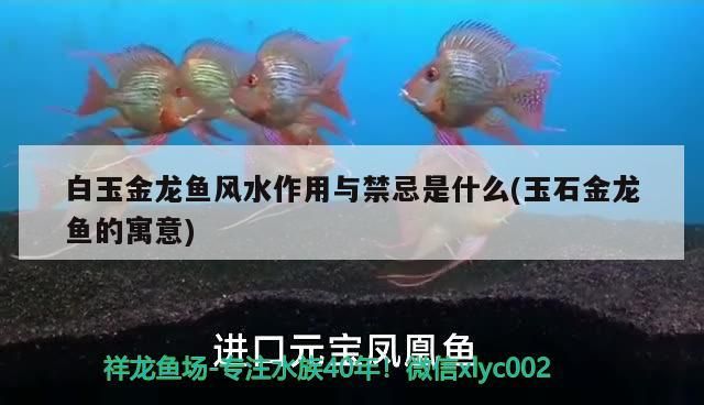 怎樣搬魚缸（專業搬魚缸是怎么搬的）
