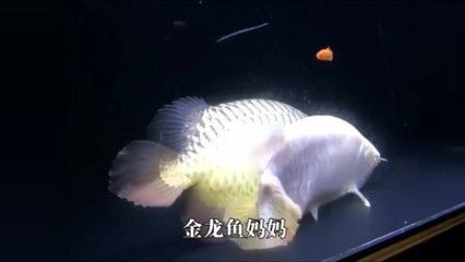 金龍魚一個月要花多少錢