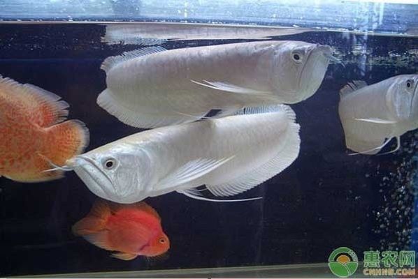 什么品種的龍魚好看又漂亮又好養活，星點龍魚與金龍魚的區別，白化紅龍的選購技巧指南