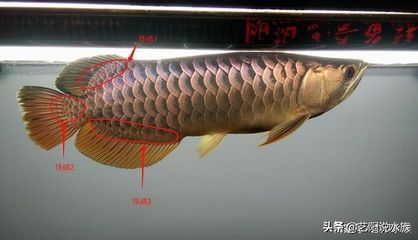 金龍魚目標價怎么算