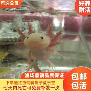 金龍魚禮品卡客服電話是多少，金龍魚禮品卡使用指南