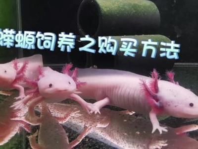 金龍魚禮品卡客服電話是多少，金龍魚禮品卡使用指南