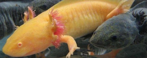 家里龍魚死了可以吃嗎有毒嗎