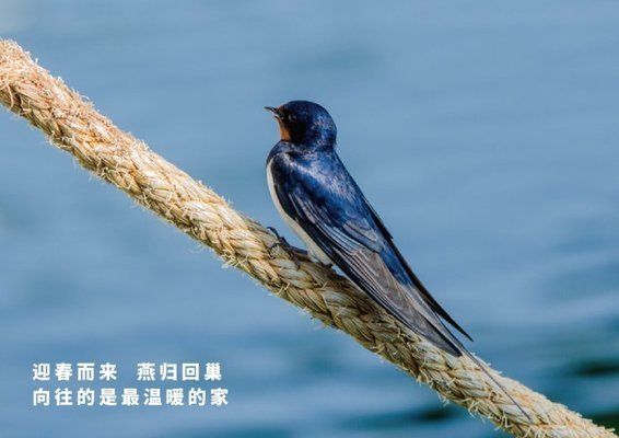 六角恐龍魚水深：六角恐龍魚的水深要求