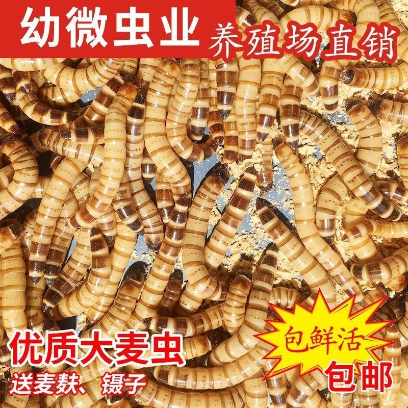 龍魚吃面包蟲干的好還是活的好，龍魚吃面包蟲干和活的好還是活的好，飼養者應該注意什么
