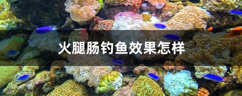 贛州哪里有魚缸賣的多的地方（贛州魚類批發市場在哪里）