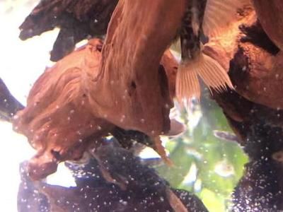 魚缸里的水渾濁怎么處理視頻教學(魚缸里的水渾濁怎么處理視頻教學大全) 魚缸里的水渾濁怎么處理視頻教學(魚缸里的水渾濁怎么處理視頻教學大全) 龍魚百科 第2張