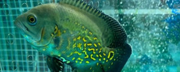 西安哪有批發魚缸的地方呀 西安哪有批發魚缸的地方呀電話