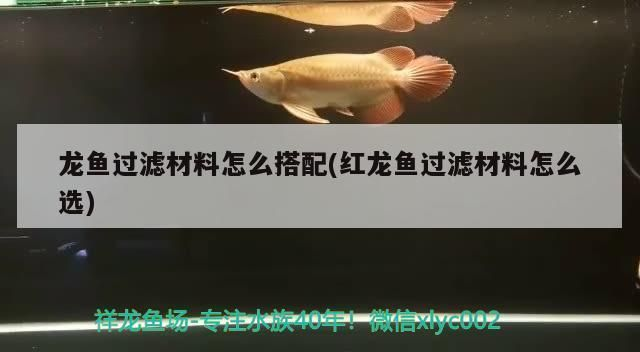 龍魚(yú)過(guò)濾材料怎么搭配使用，龍魚(yú)過(guò)濾材料搭配