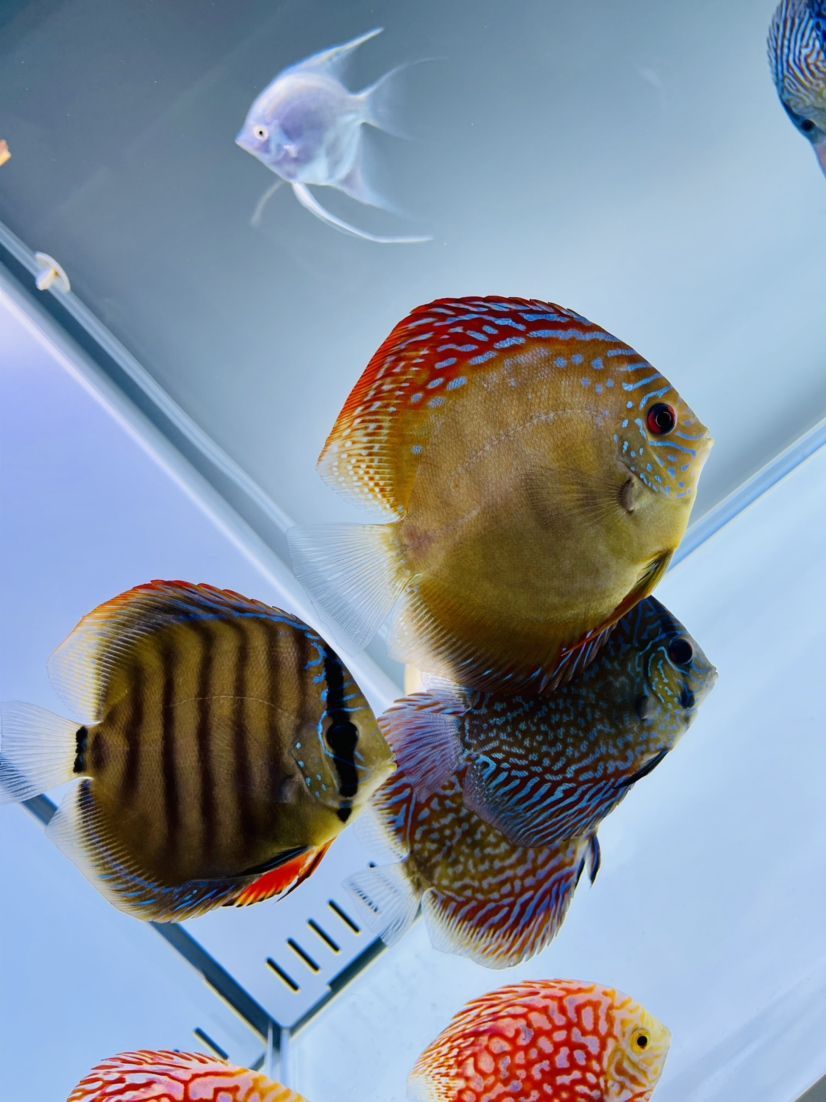 觀賞魚專用鹽的作用是什么（觀賞魚專用鹽是海鹽嗎）