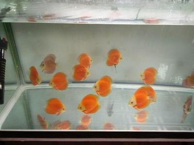龍魚生命周期是多少天啊：龍魚生命周期探秘，歲月長河中的神秘精靈