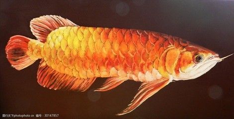古典金龍魚用什么背景畫