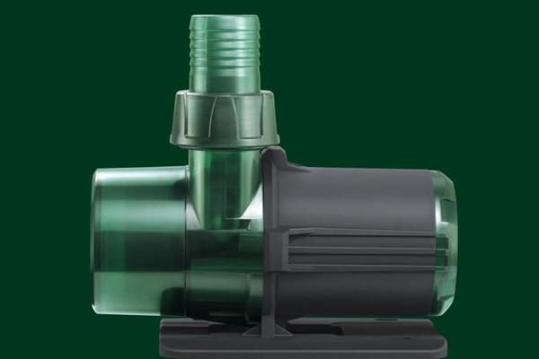 如何查金龍魚真假，如何鑒別金龍魚的真?zhèn)? title=