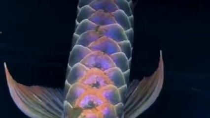 60厘米金龍魚價格多少錢一條