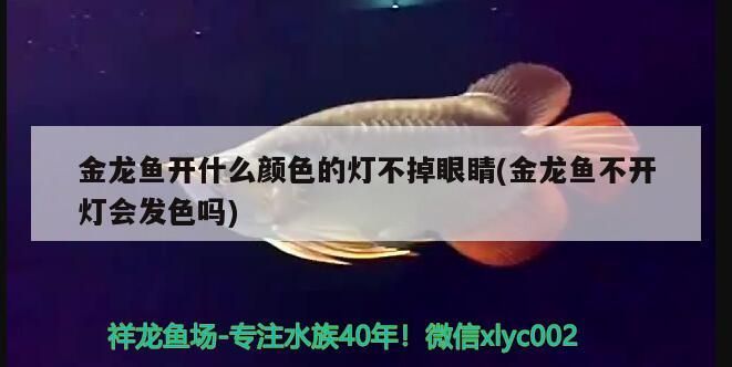 龍魚翹頭游怎么回事（ 龍魚翹頭垂尾）