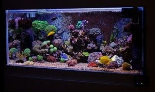 龍魚養殖技術，如何判斷龍魚健康狀況